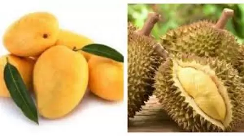Pupuk BEST pertanian slow release