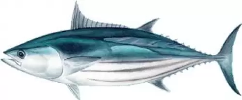 smabal ikan cikalang